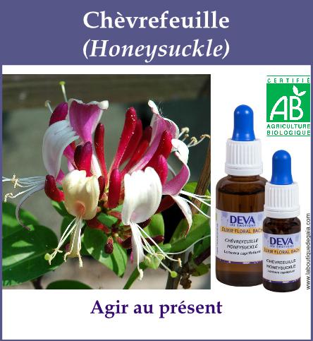 Chevrefeuille 4