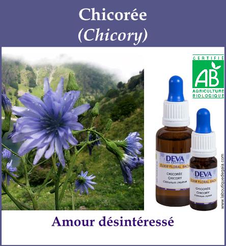 Chicoree 4