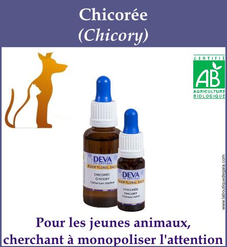Chicoree animaux