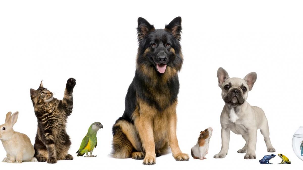 Soigner vos animaux avec les élixirs floraux