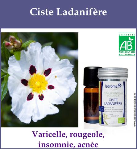 Ciste ladanifere