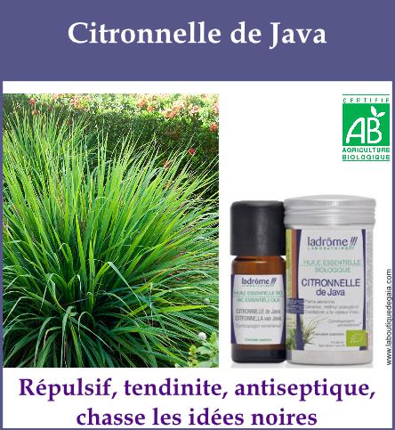 Citronnelle de java