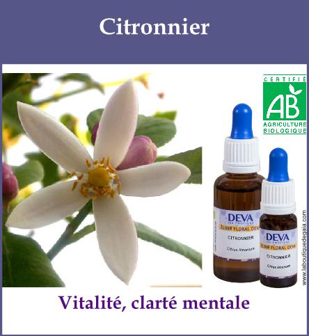 Citronnier 2