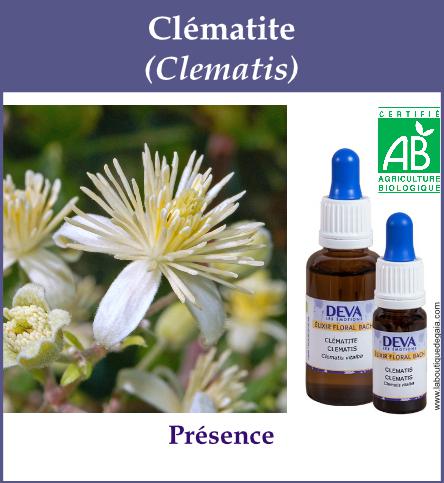 Clematite 4