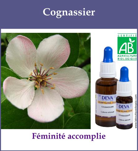 Cognassier 2