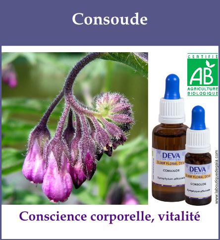 Consoude 2