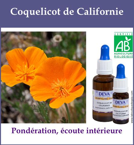 Coquelicot de californie 2