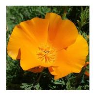 Coquelicot de californie 4