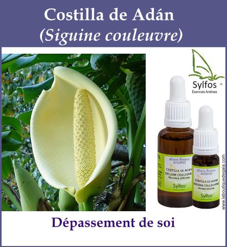 Costilla de adan 5