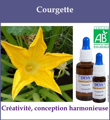 Courgette 2