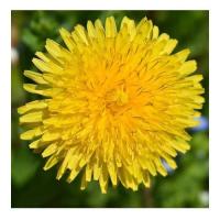 Dandelion 4