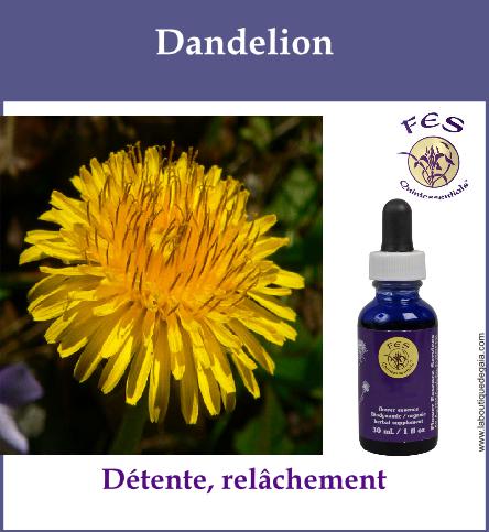 Dandelion