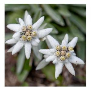 Edelweiss