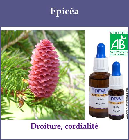 Epicea 2