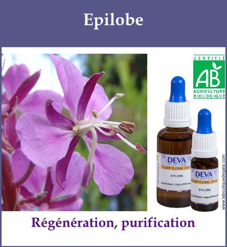 Epilobe 2
