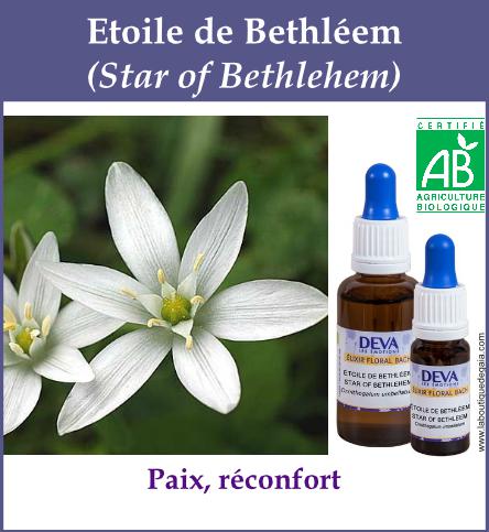 Etoile de bethleem 5
