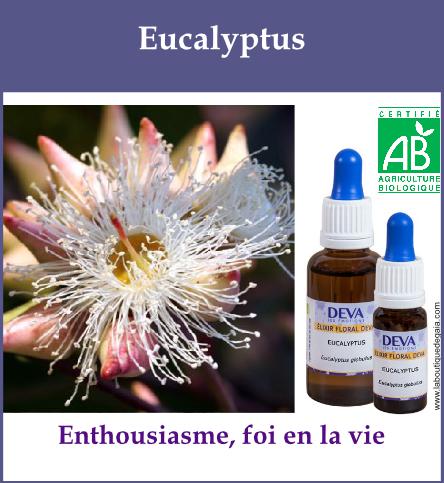 Eucalyptus 2