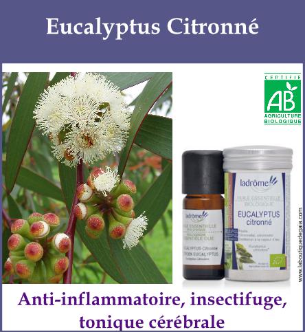 Eucalyptus citronne