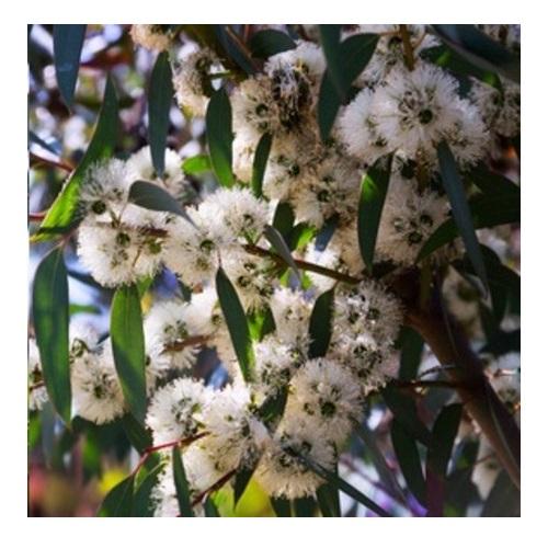 Eucalyptus citronne