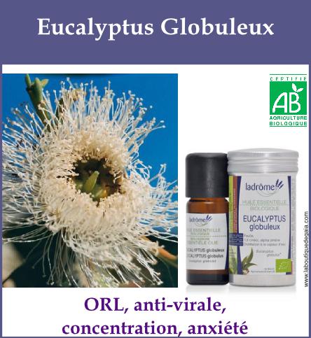Eucalyptus globuleux
