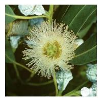 Eucalyptus globuleux