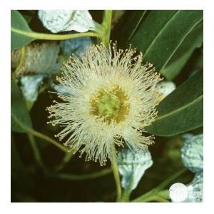 Eucalyptus Globuleux