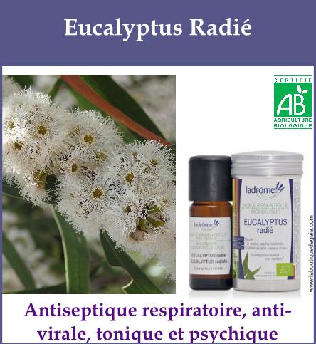 Eucalyptus radie