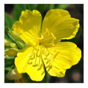 Evening Primrose