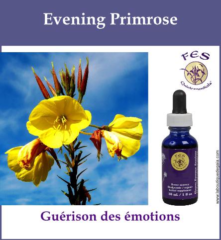 Evening primrose