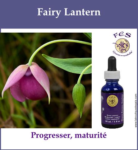 Fairy lantern