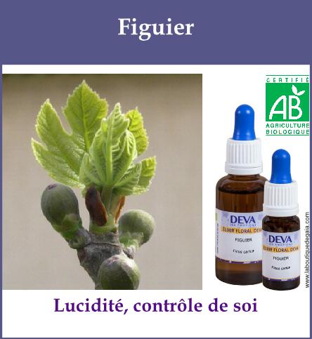Figuier 2