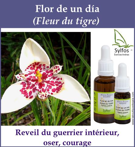 Flor de un dia 5