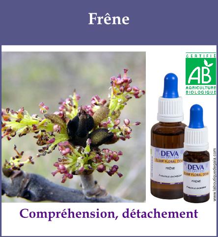 Frene 2