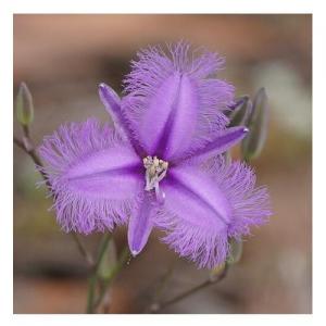 Fringed violet