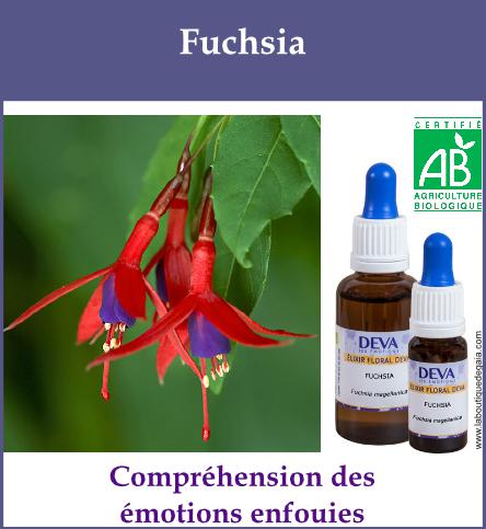 Fuchsia 2