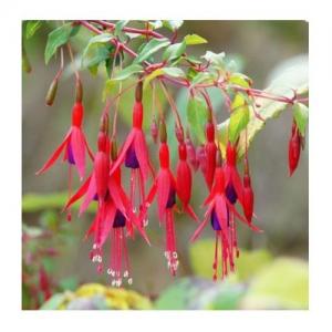 Fuchsia