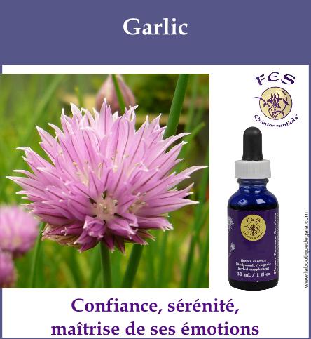 Garlic