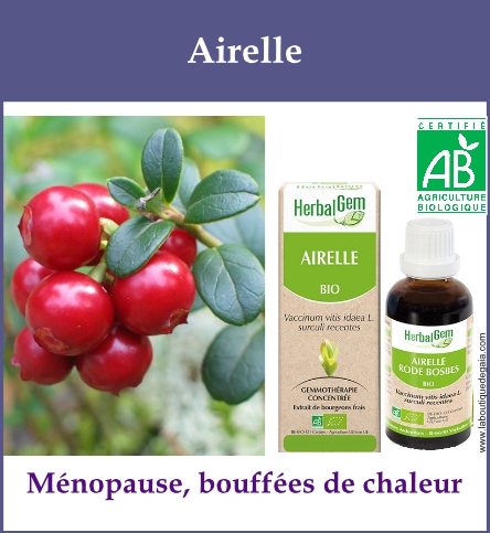 Gemmo airelle