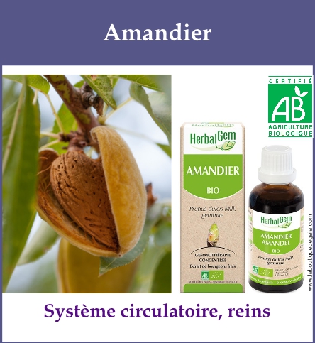 Gemmo amandier