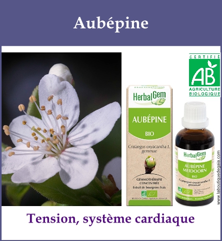 Gemmo aubepine