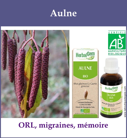 Gemmo aulne