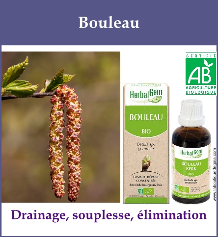 Gemmo bouleau
