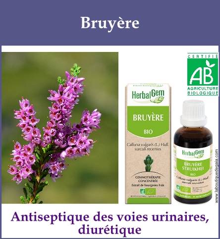Gemmo bruyere