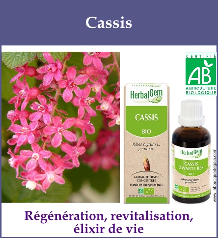 Gemmo cassis