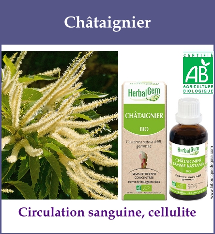 Gemmo chataignier