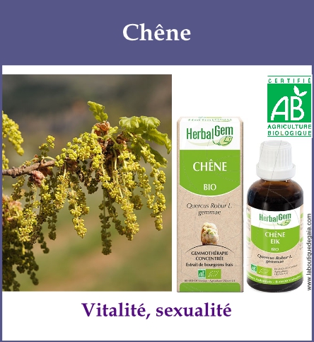 Gemmo chene
