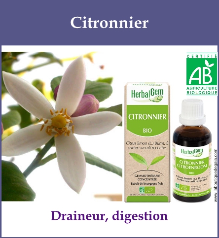 Gemmo citronnier