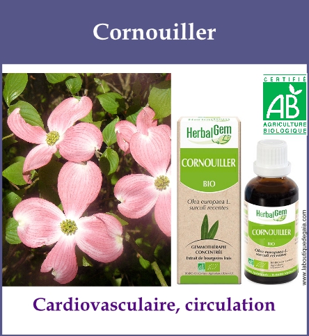 Gemmo cornouiller