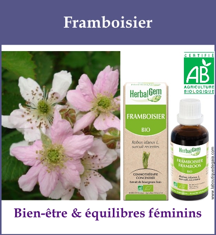 Gemmo framboisier