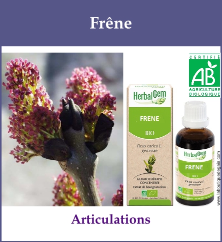 Gemmo frene